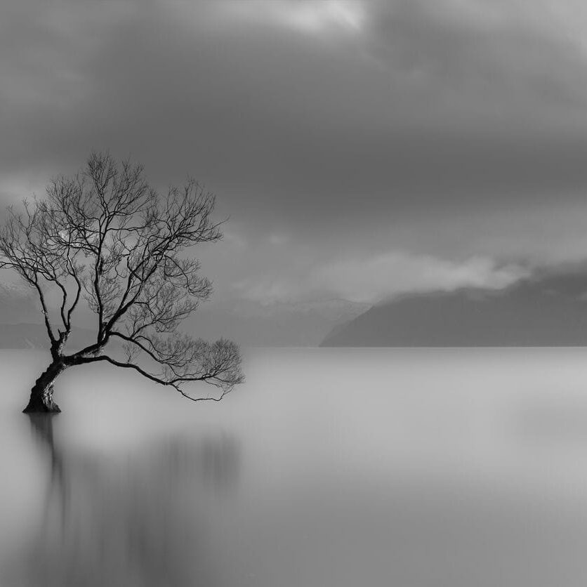 A tree in the middle of water with mountains behind it.